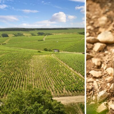 vignes et bouteille simmonet-febvre