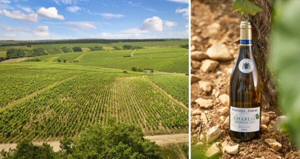 vignes et bouteille simmonet-febvre