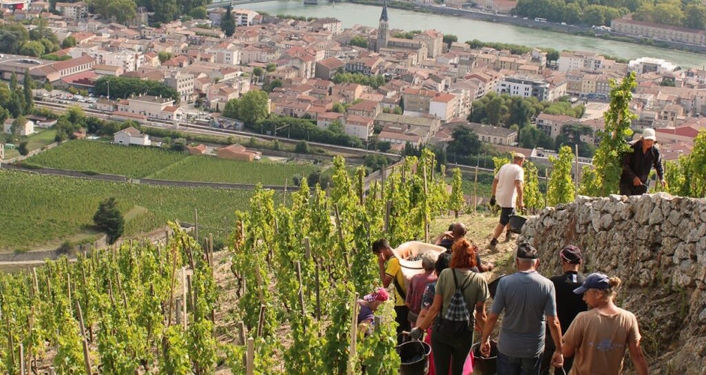 vendanges chapoutier rhone nord