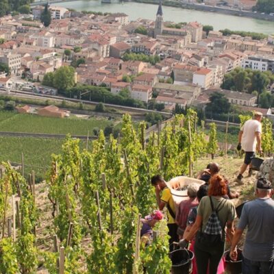 vendanges chapoutier rhone nord