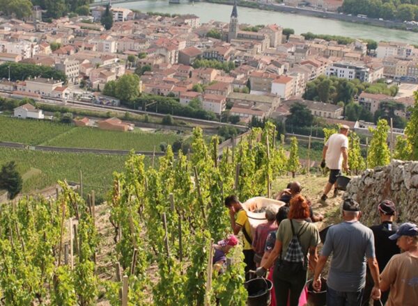 vendanges chapoutier rhone nord