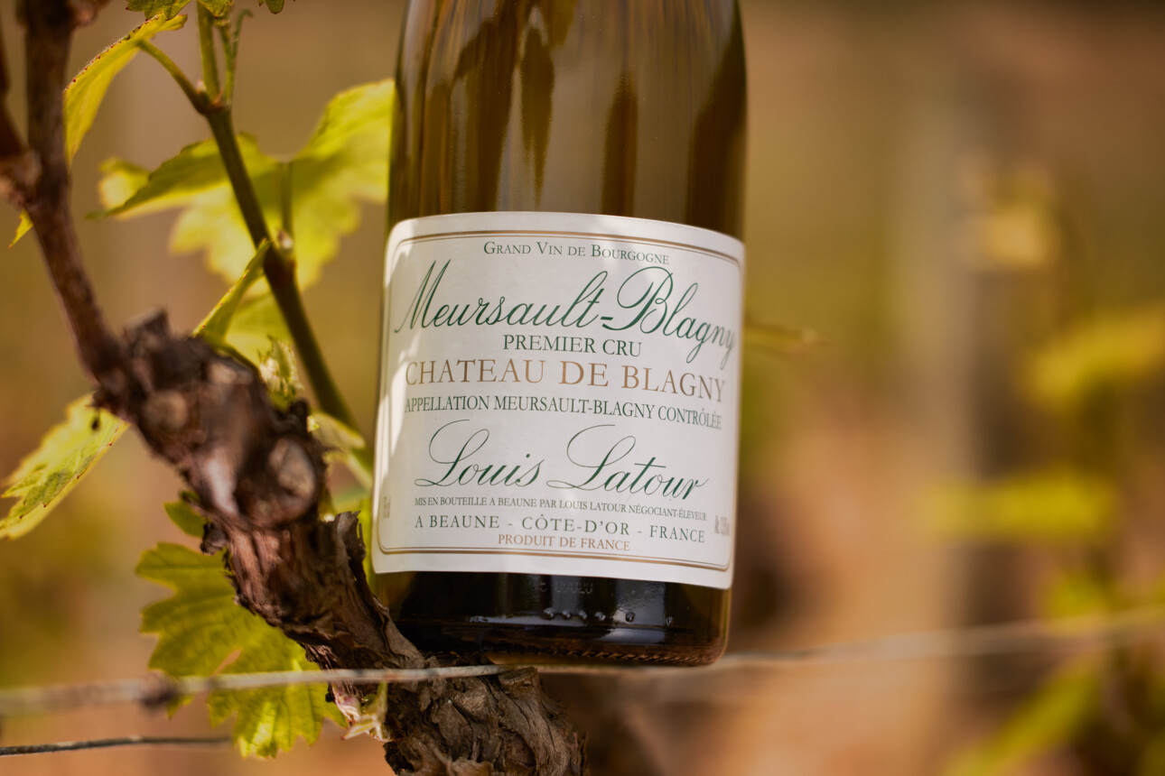 meursault-blagny bouteille sur un cep