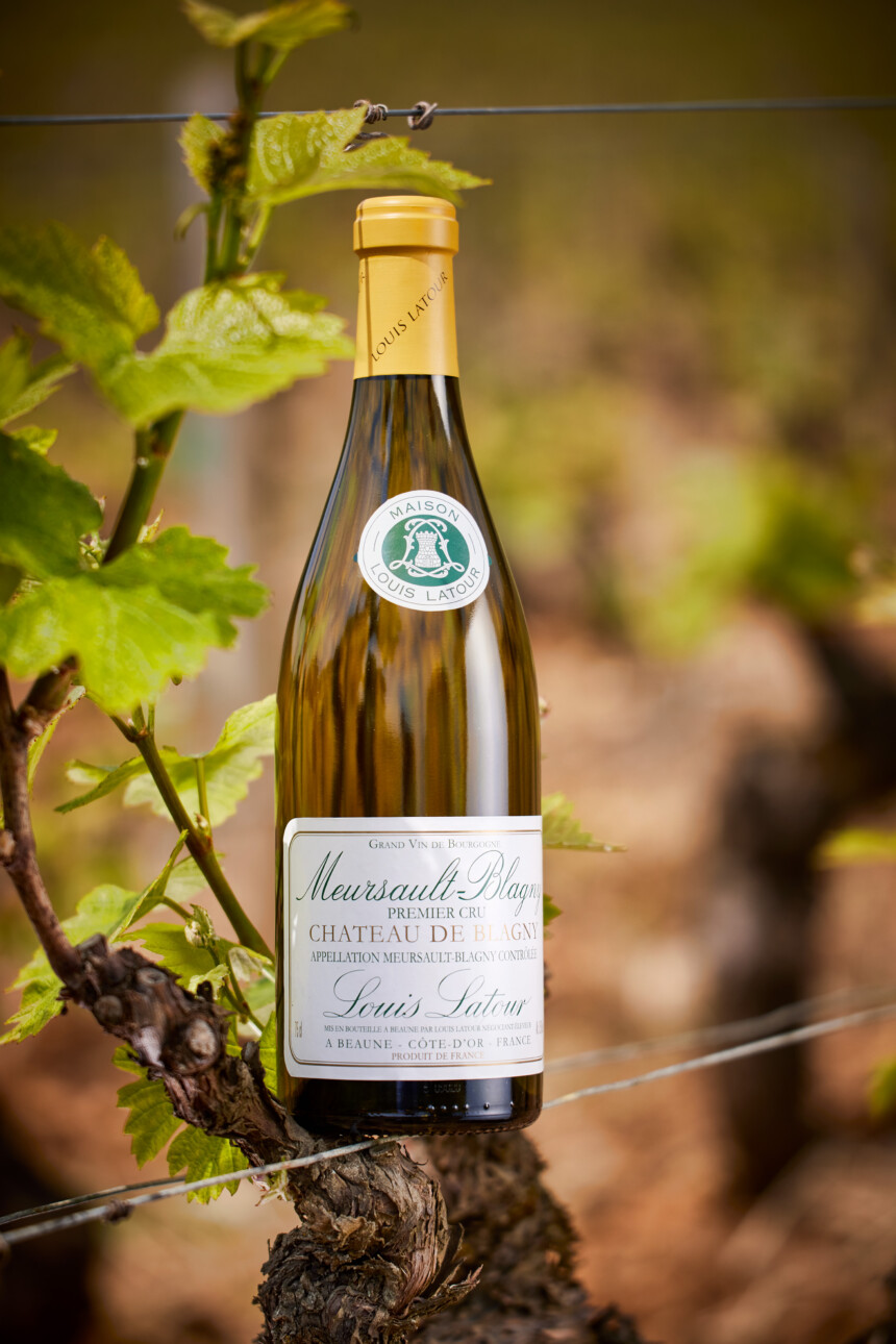 meursault-blagny bouteille sur un cep