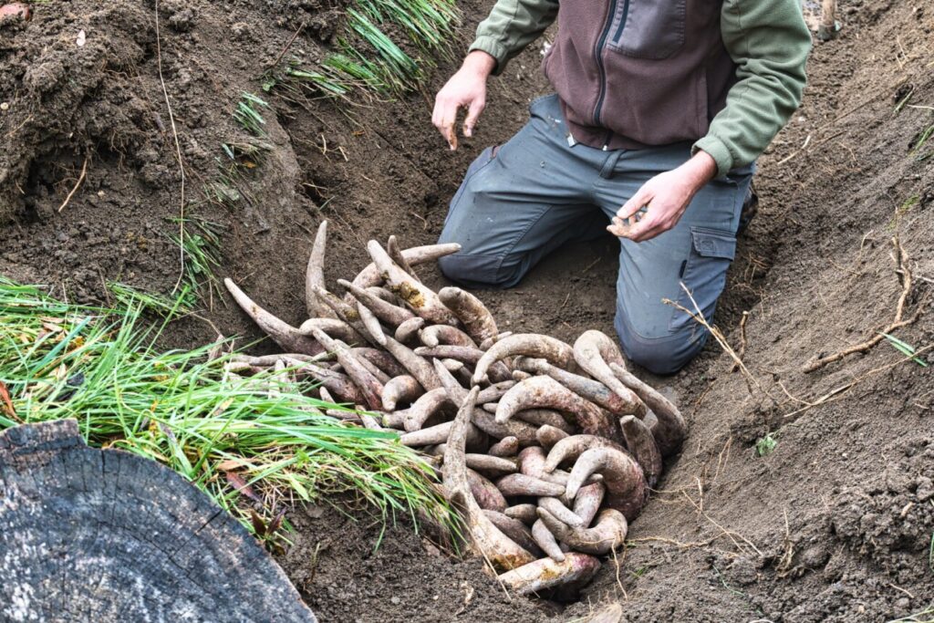 préparation bouse de corne biodynamie 