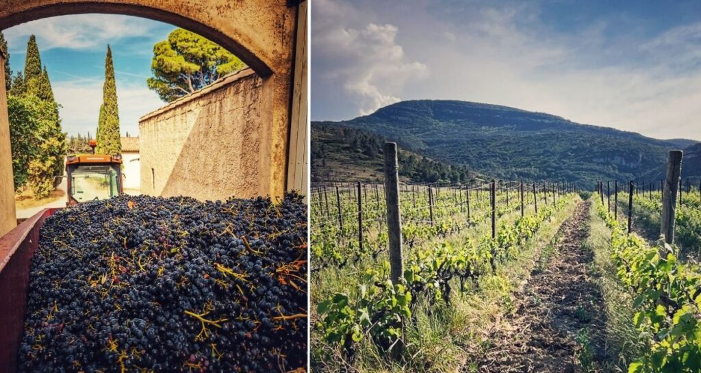 tracteur benne vendange paysage vigne corbières