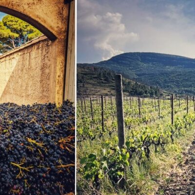 tracteur benne vendange paysage vigne corbières
