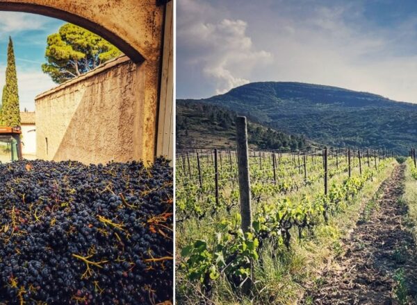 tracteur benne vendange paysage vigne corbières