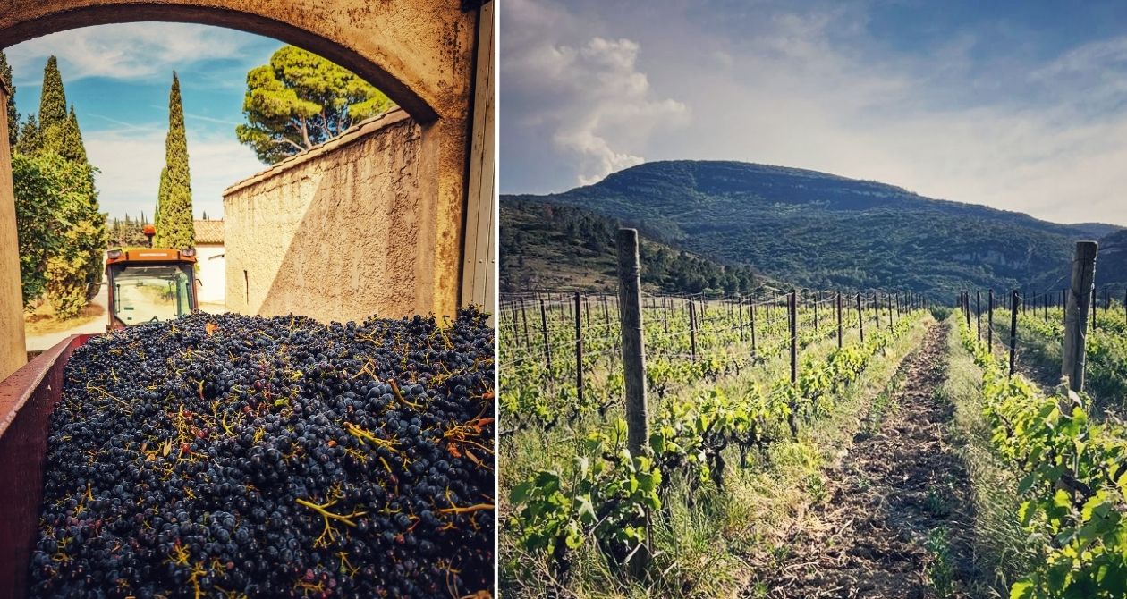 tracteur benne vendange paysage vigne corbières