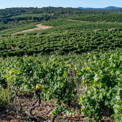 vignoble la bernarde vignes provence