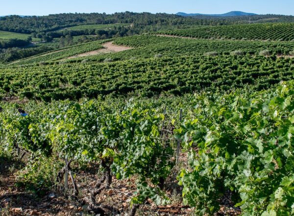 vignoble la bernarde vignes provence