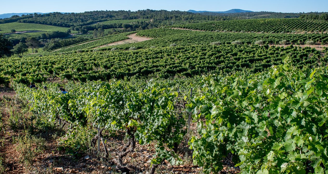 vignoble la bernarde vignes provence