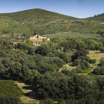 vignes languedoc avdbini