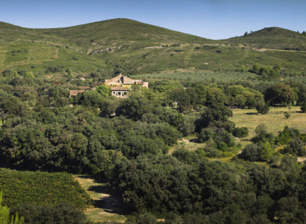 vignes languedoc avdbini