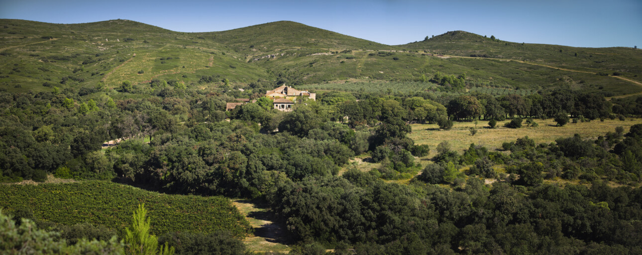 vignes languedoc avdbini