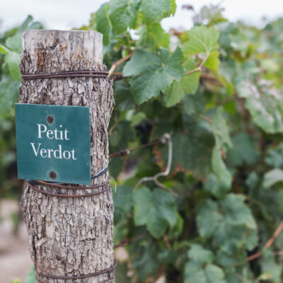 Vignes de petit verdot