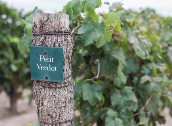 Vignes de petit verdot