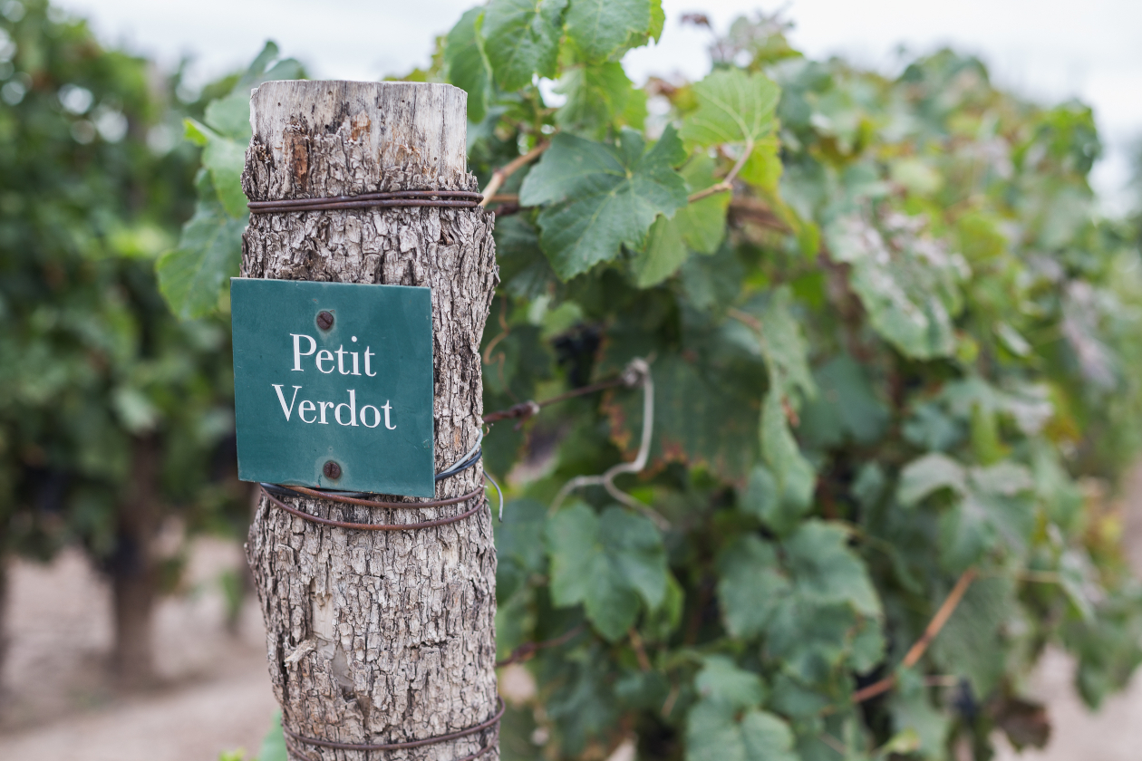 Vignes de petit verdot