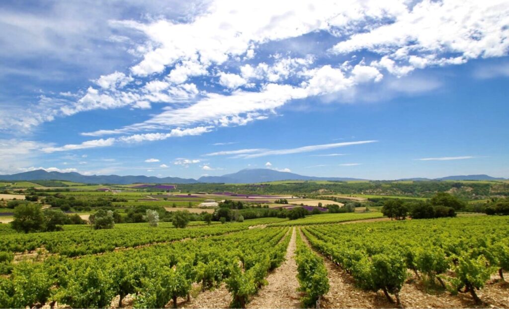 Stephane Vedeau ©F.Hermine