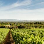 foncalieu languedoc vignes