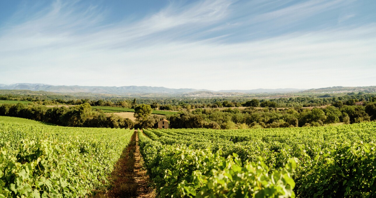 foncalieu languedoc vignes
