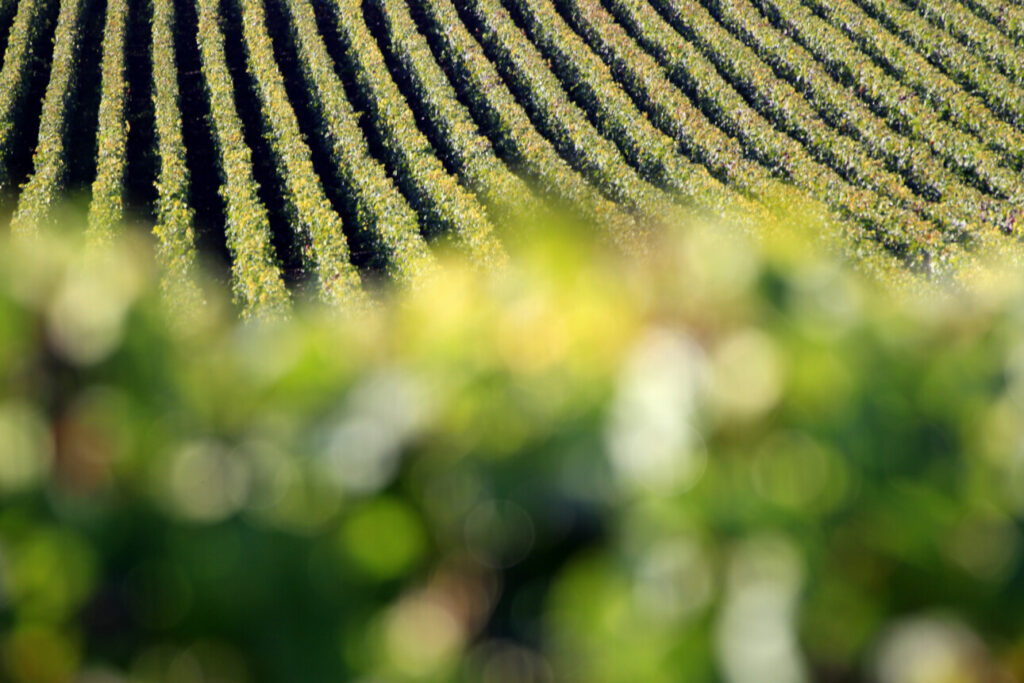 paysage de vignes champenois