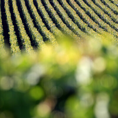 paysage de vignes champenois