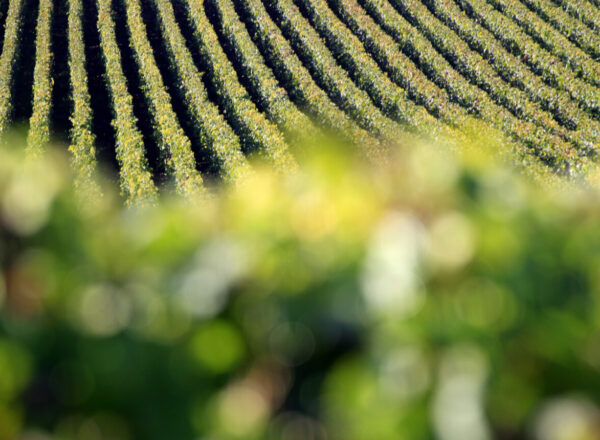paysage de vignes champenois