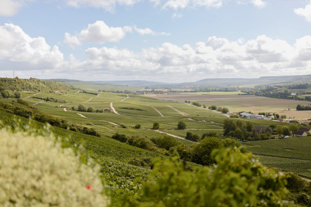 vue de vignes champagne h blin 