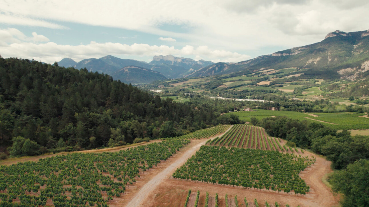 Clairette de Die : immersion dans un savoir-faire unique