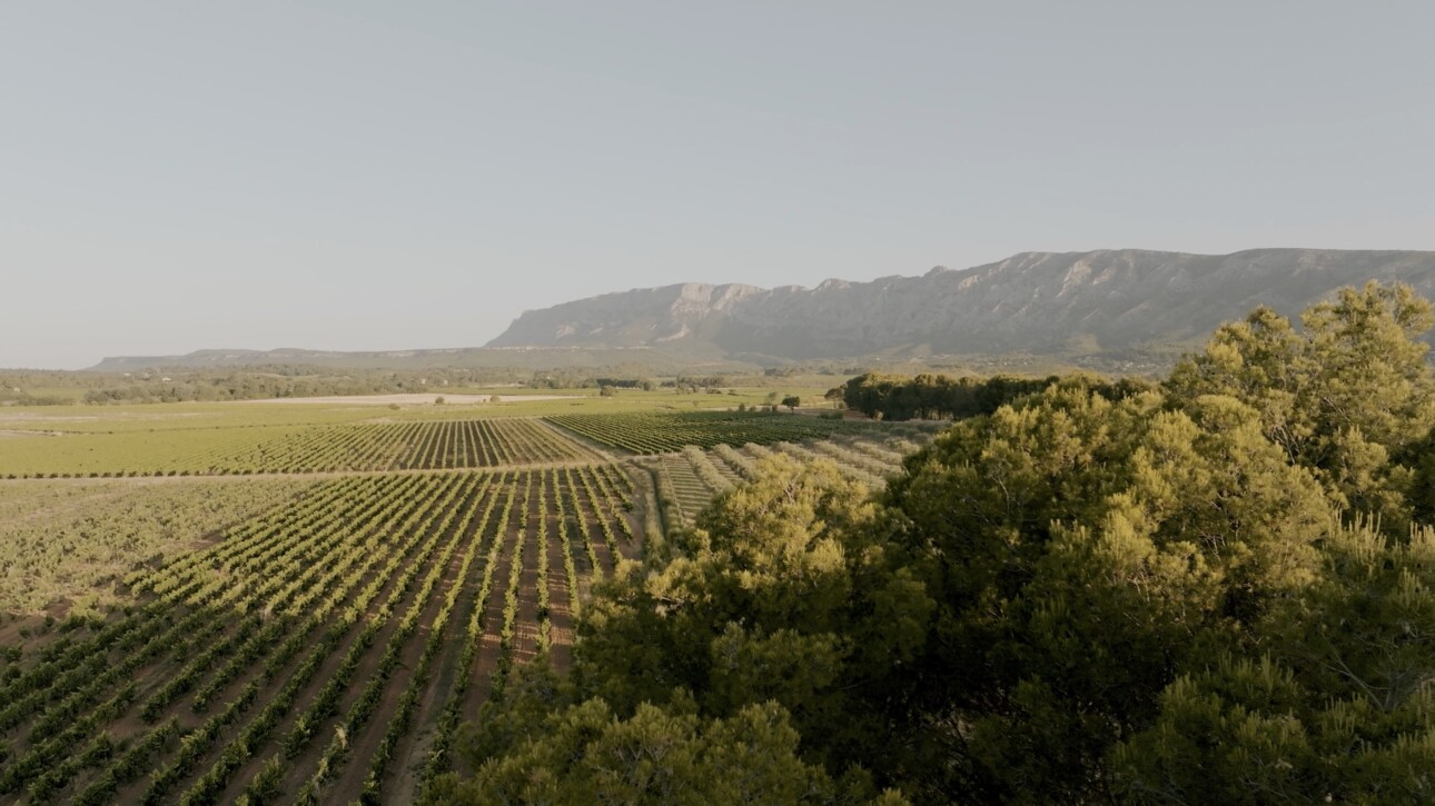 Au Domaine Travelle, la Sainte-Victoire en toile de fond