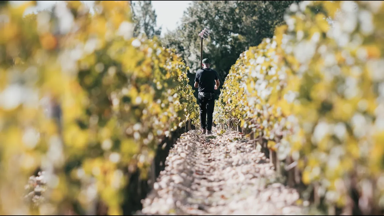 Château Léoville Barton : les vendanges du bicentenaire